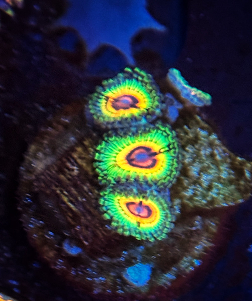 Little Shop of Horror Zoanthids main image 0