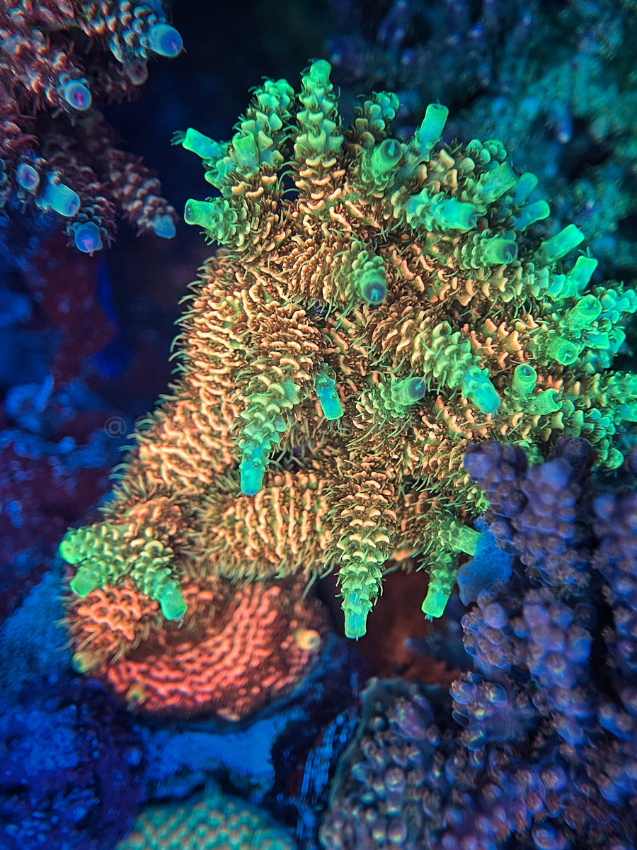 JF Solar Flare Millipora – Chummingham's Reef