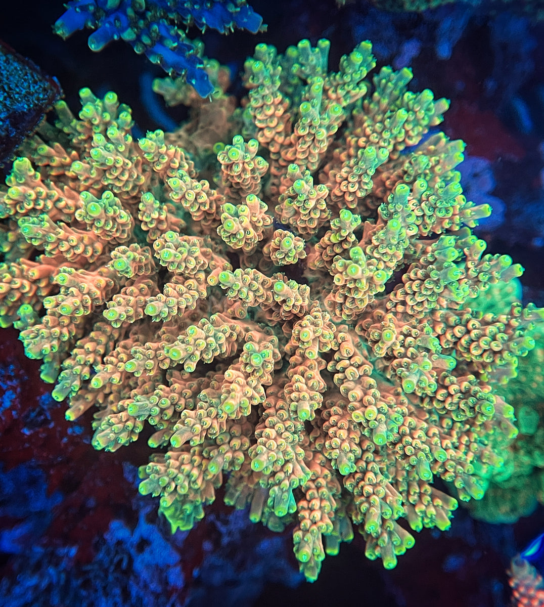 No.9 CE Frag Acropora King Picolo|SPS ハードコーラル　アクアスタイルユー サンゴ 通販 販売 ASY TSA Ice Tort Acropora