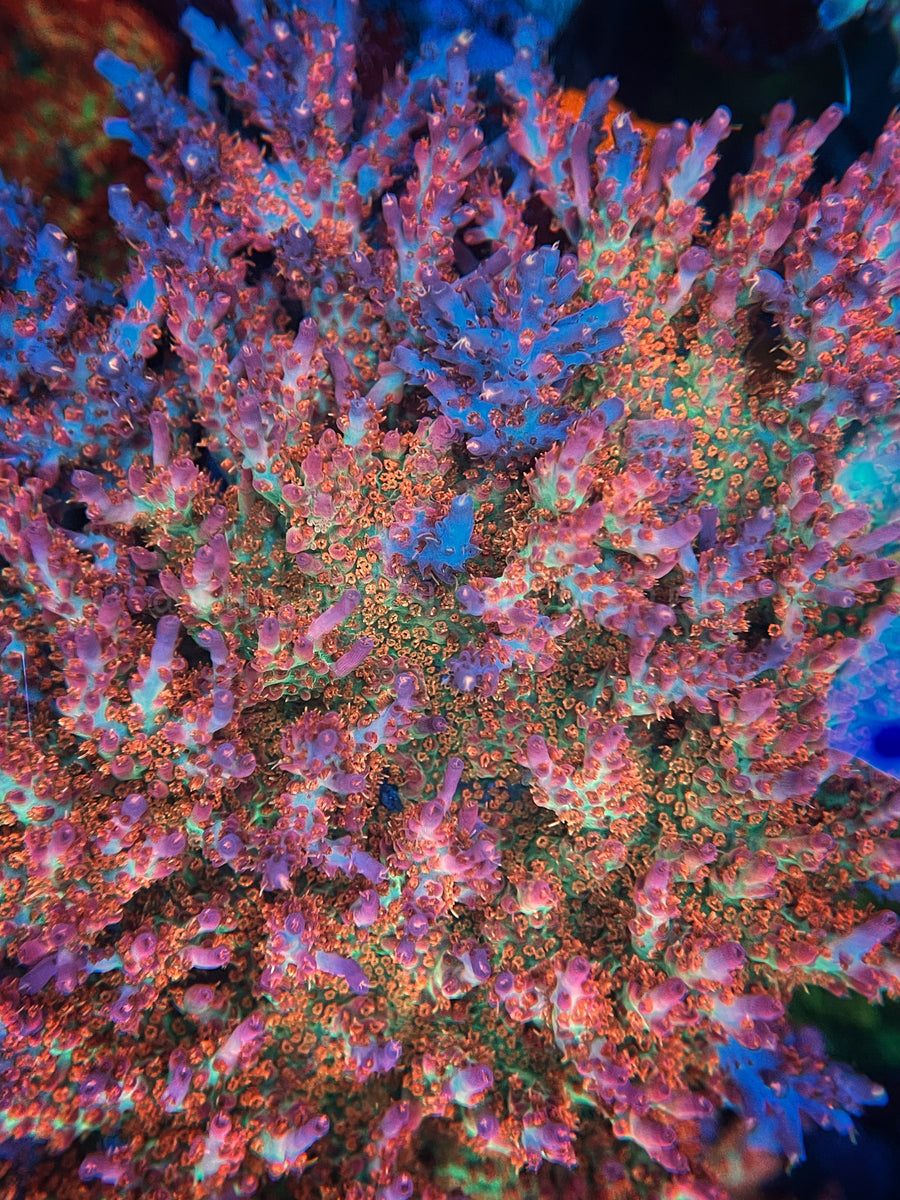 Vivids Confetti Acropora – Chummingham's Reef