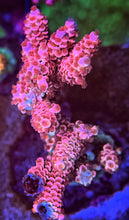 Load image into Gallery viewer, CR Pink Pantera Acropora Tenuis
