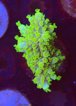 Load image into Gallery viewer, WWC King Fiji
