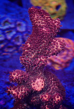 Load image into Gallery viewer, Red Robin Milliopora from Soloman Islands