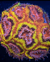 Load image into Gallery viewer, CC Black Hole Sun Acan Lord