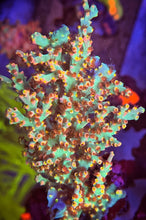 Load image into Gallery viewer, CR Sunburn Acropora Speciosa