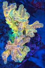 Load image into Gallery viewer, CR SunGod Smooth skin Acropora