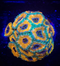 Load image into Gallery viewer, GOLD AND GREEN Low light Acan Lord