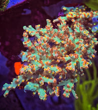 Load image into Gallery viewer, CR Sunburn Acropora Speciosa