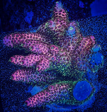 Load image into Gallery viewer, CR Space Laser Millipora