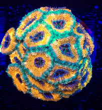 Load image into Gallery viewer, GOLD AND GREEN Low light Acan Lord