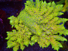 Load image into Gallery viewer, WWC King Fiji
