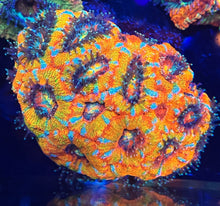 Load image into Gallery viewer, Luke’s Wetdream Acan