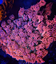 Load image into Gallery viewer, CR Pink Flamingo Goniopora Video Inside!