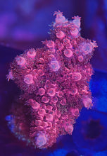 Load image into Gallery viewer, Red Robin Milliopora from Soloman Islands
