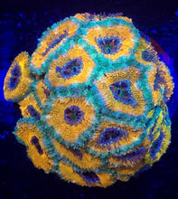 Load image into Gallery viewer, GOLD AND GREEN Low light Acan Lord