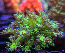 Load image into Gallery viewer, Green Glitter Goniopora