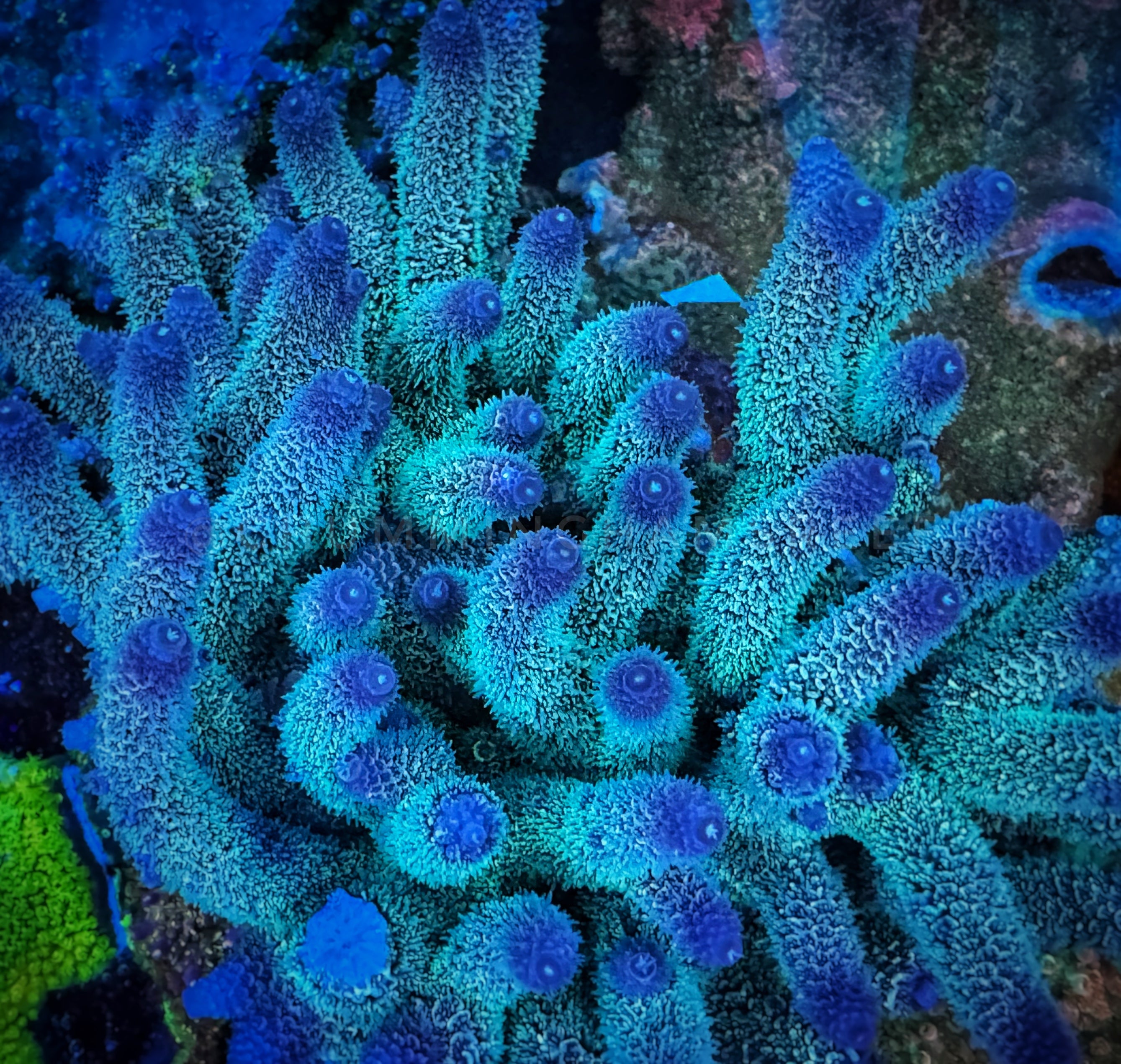Palmers Blue Millipora – Chummingham's Reef
