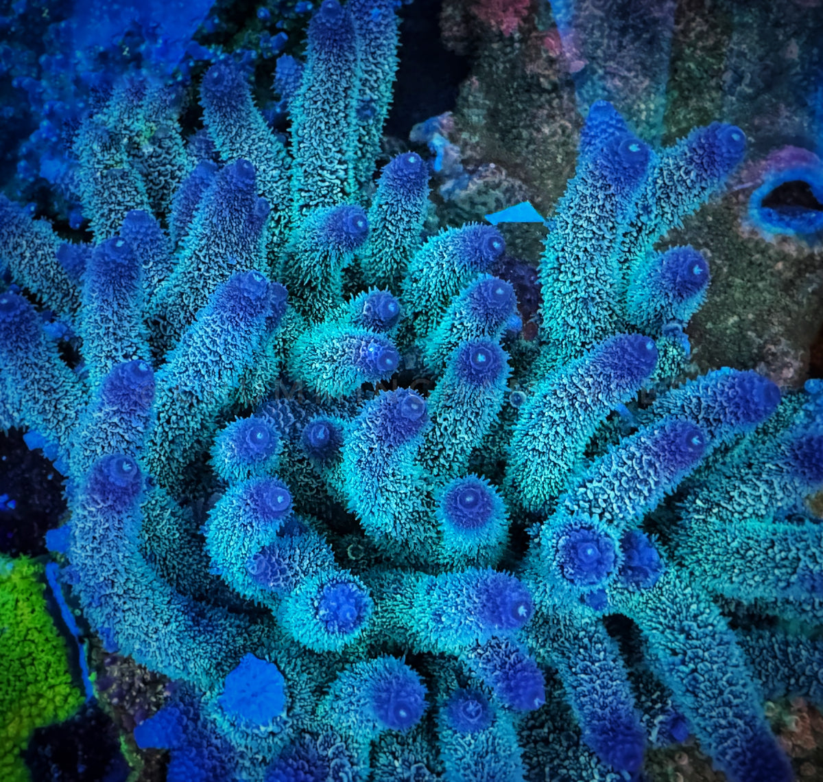 Palmers Blue Millipora – Chummingham's Reef