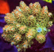 Load image into Gallery viewer, CR Orange Peel Acropora Tenuis