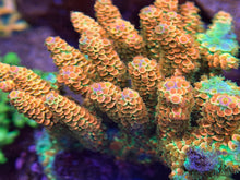 Load image into Gallery viewer, CR ChummBow Acropora Tenuis