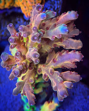 Load image into Gallery viewer, CR SunGod Smooth skin Acropora