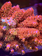 Load image into Gallery viewer, CR Hairy Berry Rainbow Acropora Tenuis