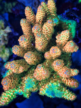 Load image into Gallery viewer, CR ChummBow Acropora Tenuis