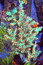 Load image into Gallery viewer, CR Sunburn Acropora Speciosa