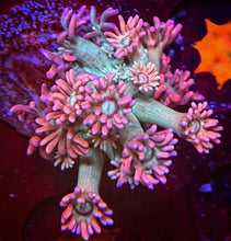 Load image into Gallery viewer, CR Pink Flamingo Goniopora