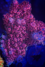 Load image into Gallery viewer, Red Robin Milliopora from Soloman Islands