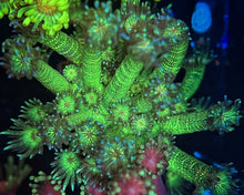 Load image into Gallery viewer, Green Glitter Goniopora