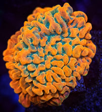 Load image into Gallery viewer, JF The Vino Pallewensis Montipora