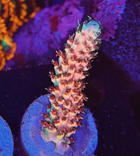 Load image into Gallery viewer, JB Copper Flame