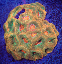 Load image into Gallery viewer, True Gold Acan