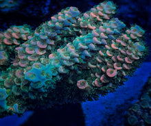 Load image into Gallery viewer, CR Power Ranger Acropora Tenuis