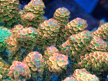 Load image into Gallery viewer, CR ChummBow Acropora Tenuis