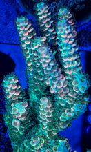 Load image into Gallery viewer, CR Power Ranger Acropora Tenuis