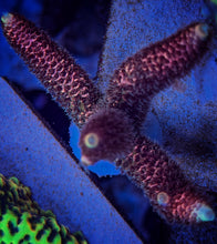 Load image into Gallery viewer, Red Spathulata with Blue Tips