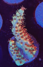 Load image into Gallery viewer, JB Copper Flame