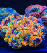 Load image into Gallery viewer, Luke’s Wetdream Acan