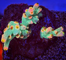 Load image into Gallery viewer, Pinky The Bear Speciosa