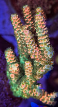 Load image into Gallery viewer, CR Power Ranger Acropora Tenuis