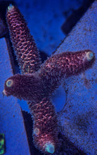 Load image into Gallery viewer, Red Spathulata with Blue Tips