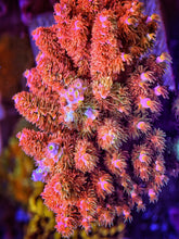 Load image into Gallery viewer, CR Hairy Berry Rainbow Acropora Tenuis