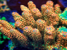 Load image into Gallery viewer, CR ChummBow Acropora Tenuis