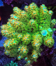 Load image into Gallery viewer, CR Orange Peel Acropora Tenuis