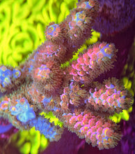 Load image into Gallery viewer, CR Pretty In Pink Acropora Tenuis