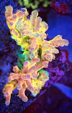 Load image into Gallery viewer, CR SunGod Smooth skin Acropora