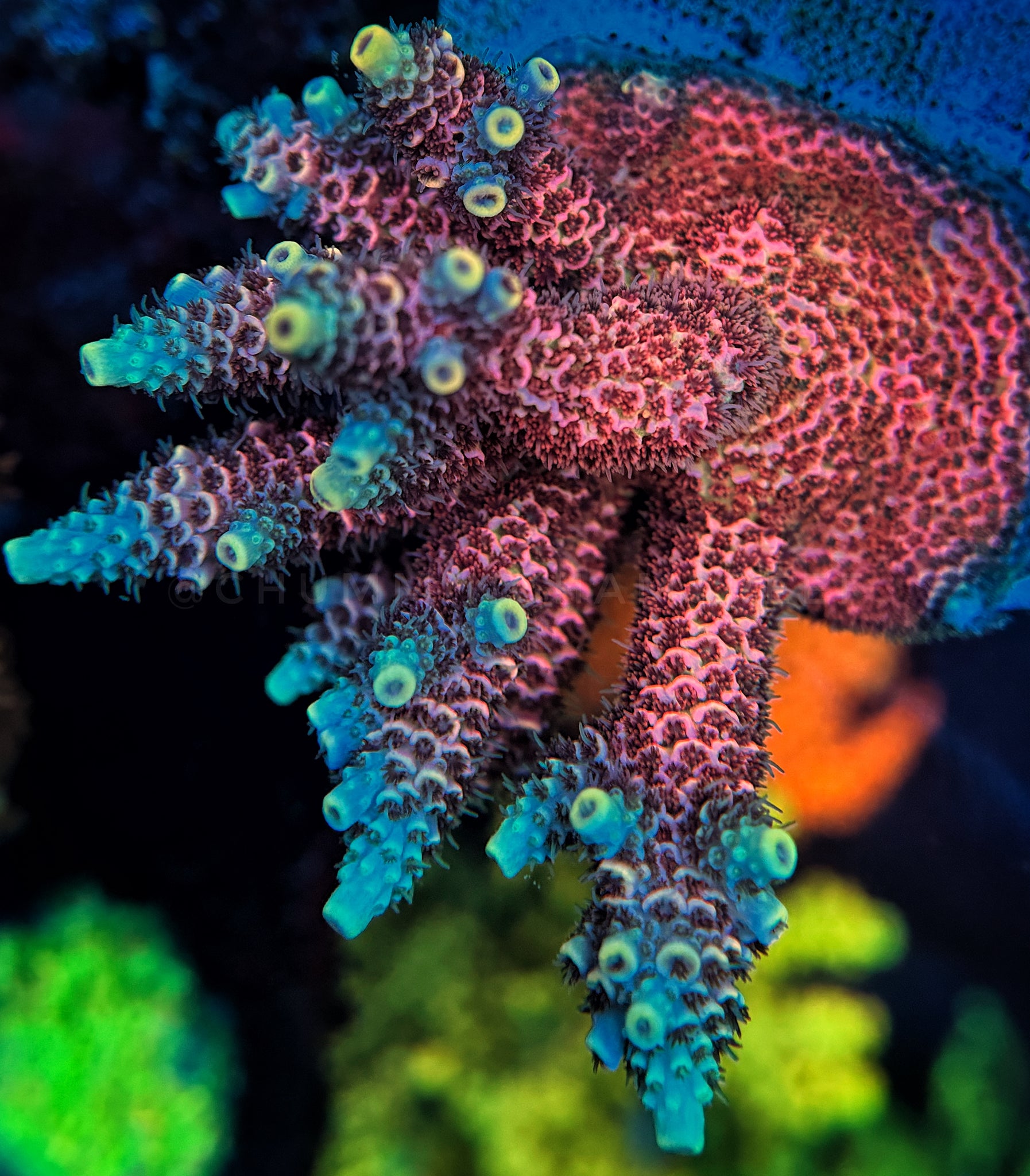 CR Firefly Millipora – Chummingham's Reef