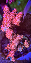 Load image into Gallery viewer, CR Pink Pantera Acropora Tenuis